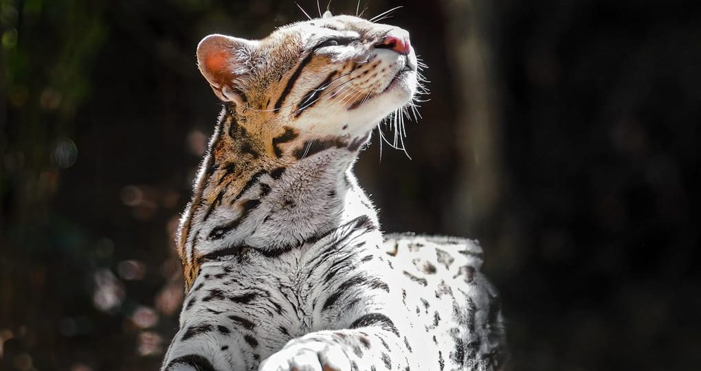 Felinos y biodiversidad: impacto en la economía local panameña