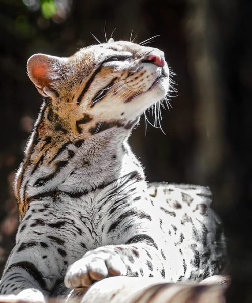 Felinos y biodiversidad: impacto en la economía local panameña