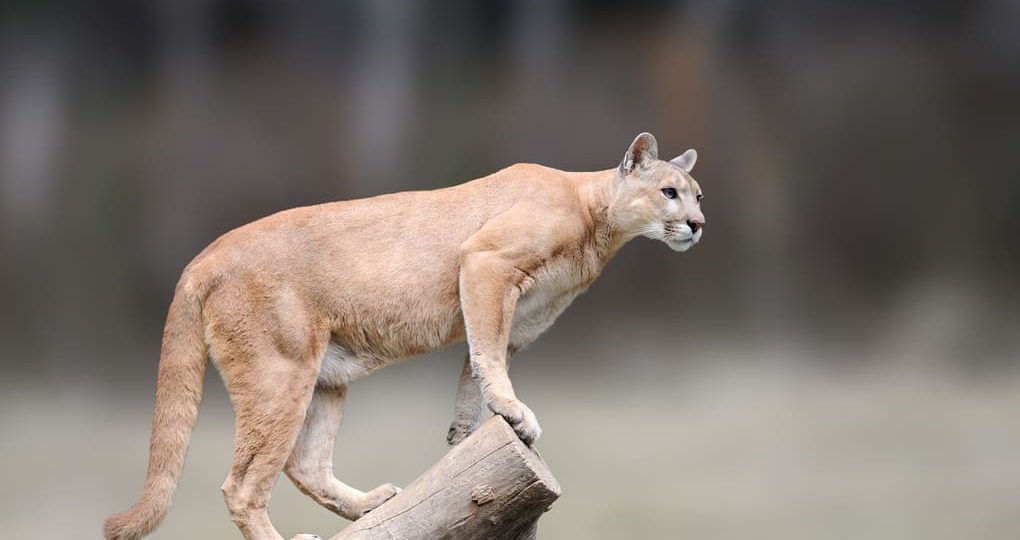 La conexión cultural entre Panamá y sus felinos con Max van Rijswijk