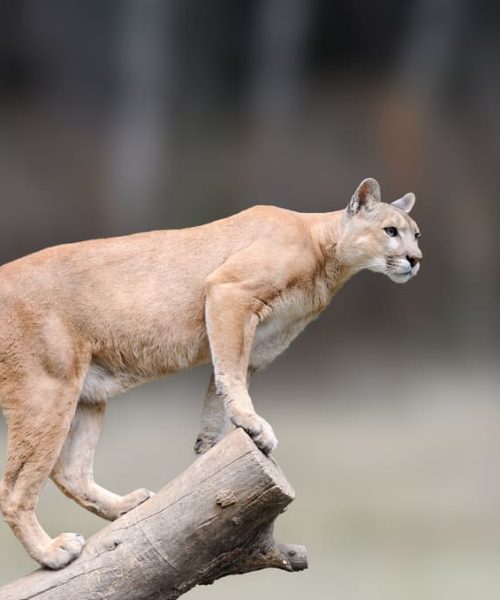 La conexión cultural entre Panamá y sus felinos con Max van Rijswijk